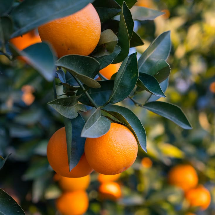 Home Spray de Laranja (Citrus Sinensis)