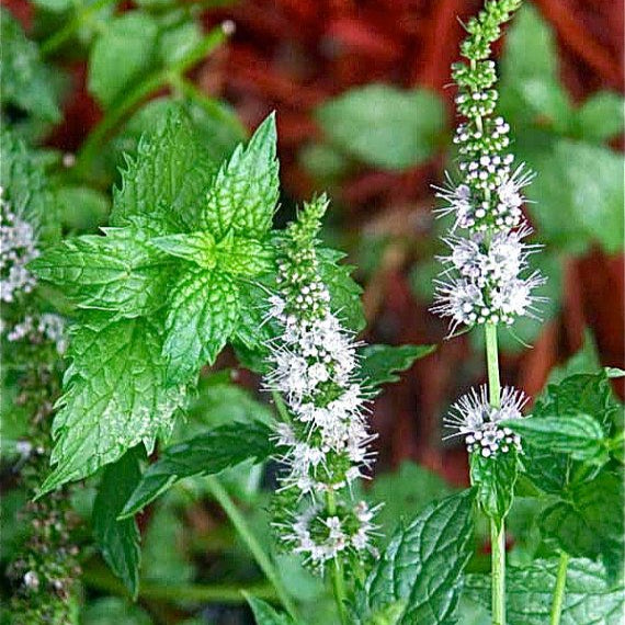 Óleo Essencial de Hortelã Pimenta (Mentha Piperita) - 10ml