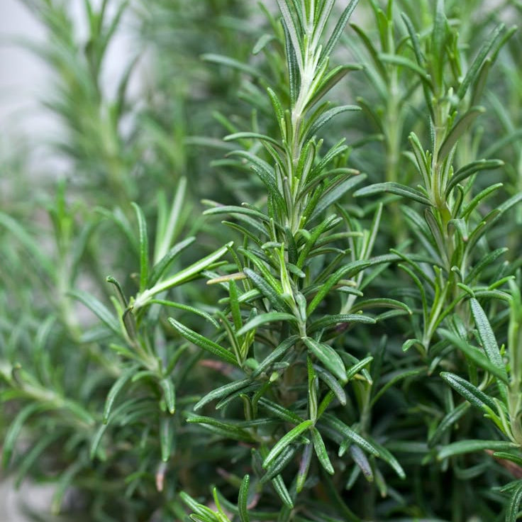 Home Spray de Alecrim (Rosmarinus Officinalis)