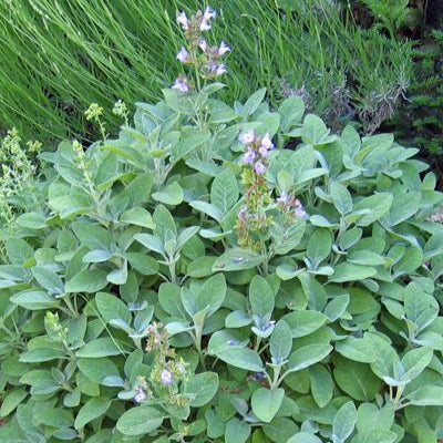 Home Spray de Hortelã Pimenta (Mentha Piperita)