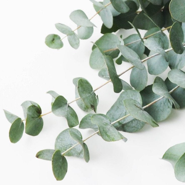 Eucalipto (Eucalyptus Globulus)