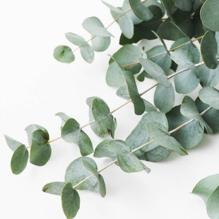 Vela Eucalipto em base Cara com Prehnite