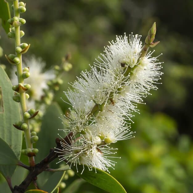 Cajeput (Melaleuca Cajaputi)