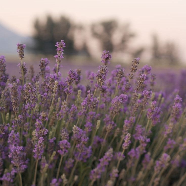 Home Spray de Lavanda (Lavandula Angustifolia)